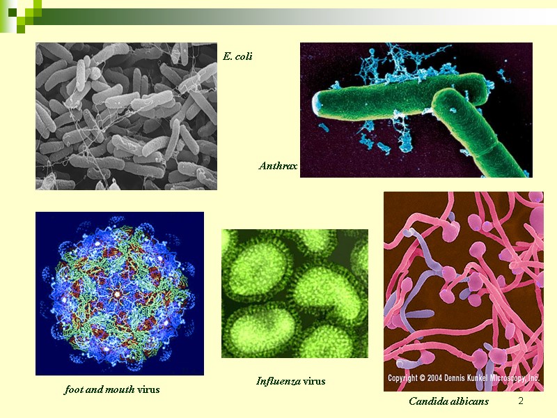 2  foot and mouth virus  Influenza virus E. coli Anthrax Candida albicans